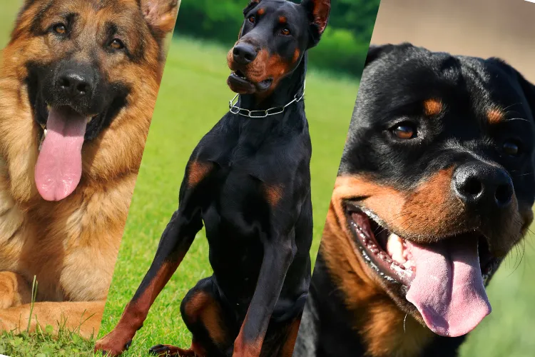 1 Which Dog Is Meant for You? Find Out the Perfect Match Based on Your Life!