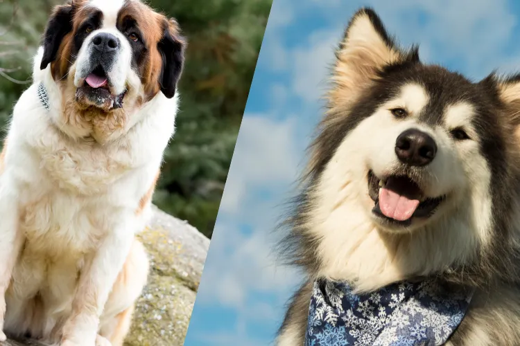 10 Which Dog Is Meant for You? Find Out the Perfect Match Based on Your Life!