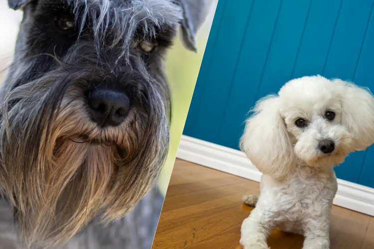11 Which Dog Is Meant for You? Find Out the Perfect Match Based on Your Life!