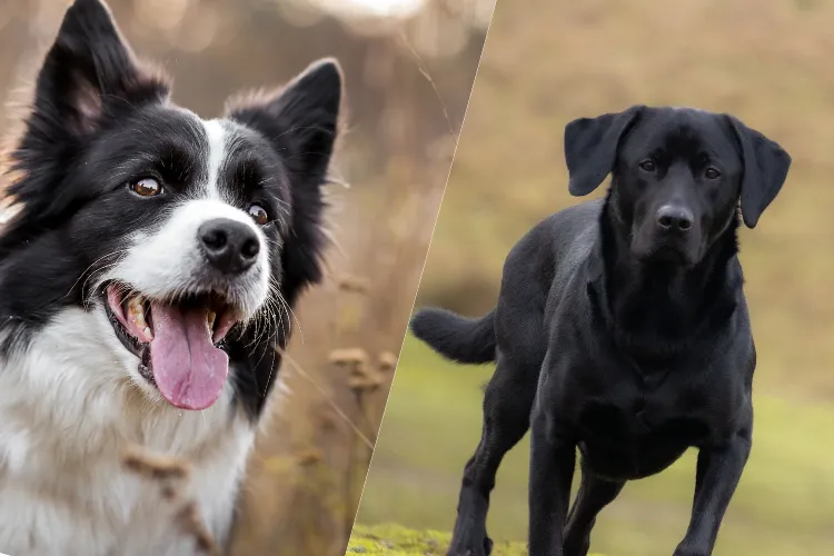 12 Which Dog Is Meant for You? Find Out the Perfect Match Based on Your Life!