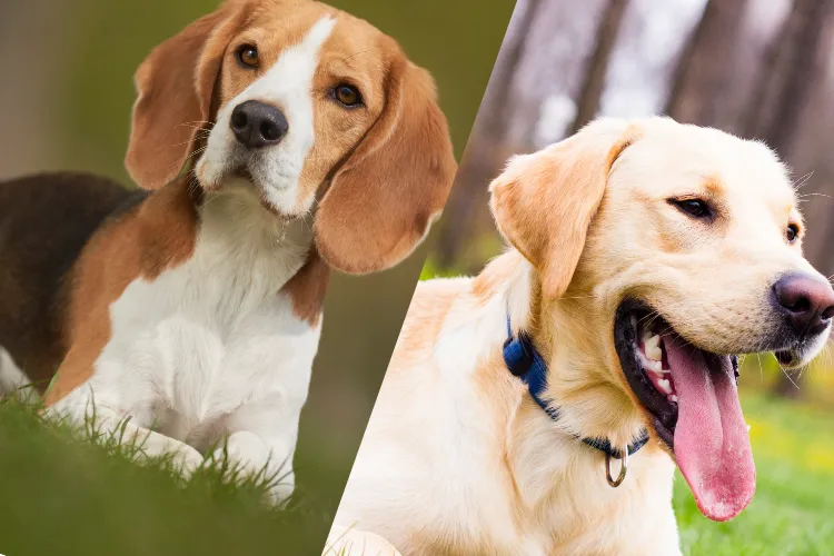 2 Which Dog Is Meant for You? Find Out the Perfect Match Based on Your Life!
