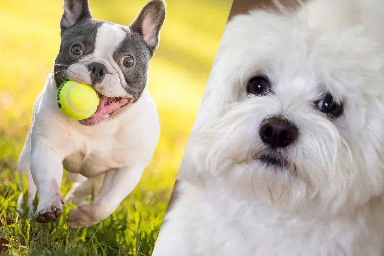 4 Which Dog Is Meant for You? Find Out the Perfect Match Based on Your Life!