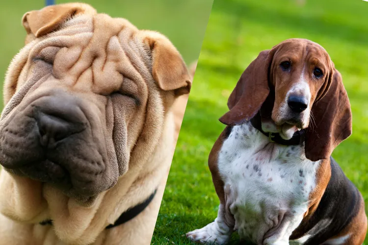 5 Which Dog Is Meant for You? Find Out the Perfect Match Based on Your Life!
