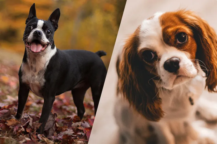 6 Which Dog Is Meant for You? Find Out the Perfect Match Based on Your Life!