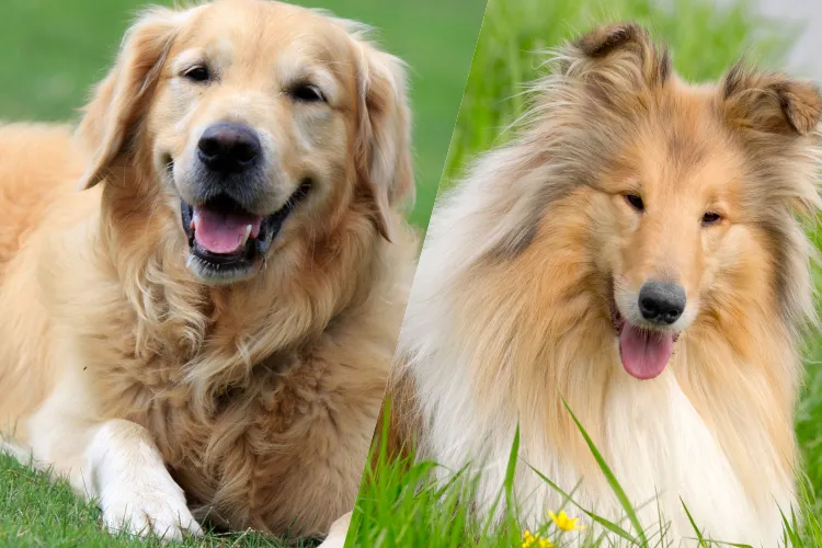 8 Which Dog Is Meant for You? Find Out the Perfect Match Based on Your Life!