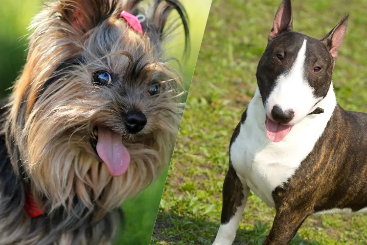9 Which Dog Is Meant for You? Find Out the Perfect Match Based on Your Life!