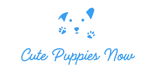 Cute Puppies Now